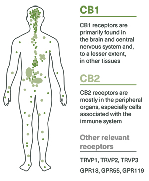 Neurotransmitter System Image